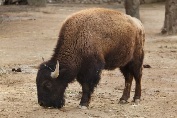 Plains Bison Bison Bison Bison Juga Dikenal Sebagai Prarie Bison — Stok Foto