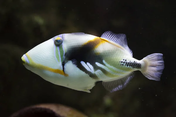 Lagoon tetikleyici balığı (Rhinecanthus aculeatus) — Stok fotoğraf