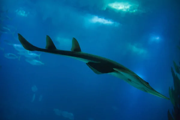 Giant Guitfish Rhynchobatus Djiddensis Também Conhecido Como Peixe Espada Branco — Fotografia de Stock