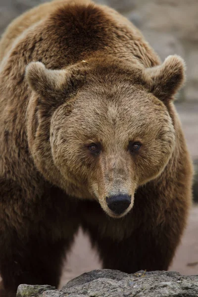 Urso Pardo Ursus Arctos Vida Selvagem Animal — Fotografia de Stock