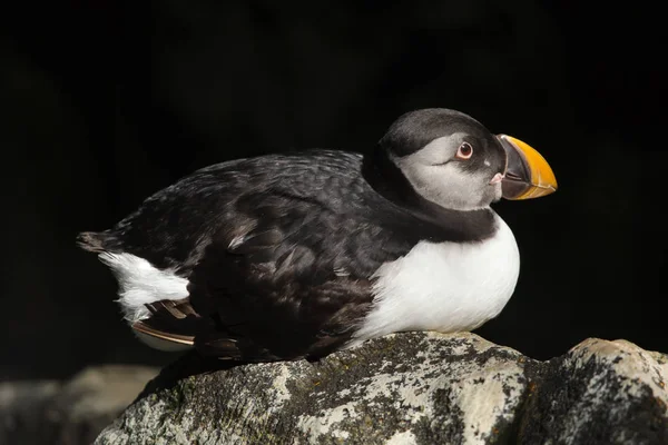 Atlantische Papegaaiduiker Fratercula Arctica Ook Bekend Als Gewone Papegaaiduiker — Stockfoto