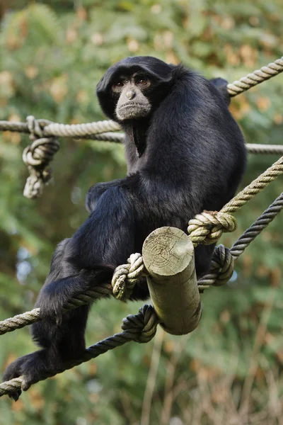 Siamang Symphalangus Syndactylus Volně Žijících Zvířat — Stock fotografie