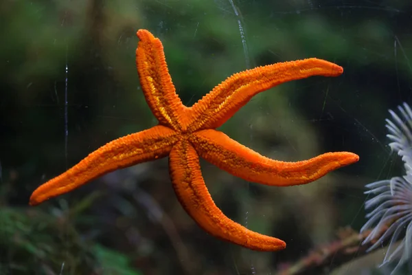 Mediterranean red sea star (Echinaster sepositus). — Stock Photo, Image