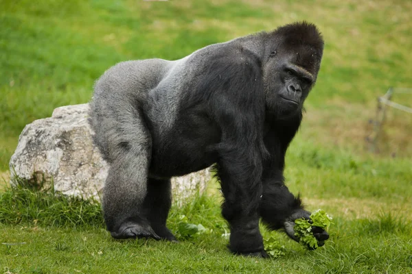 Gorila Planície Ocidental Gorila Gorila Gorila Vida Selvagem Animal — Fotografia de Stock