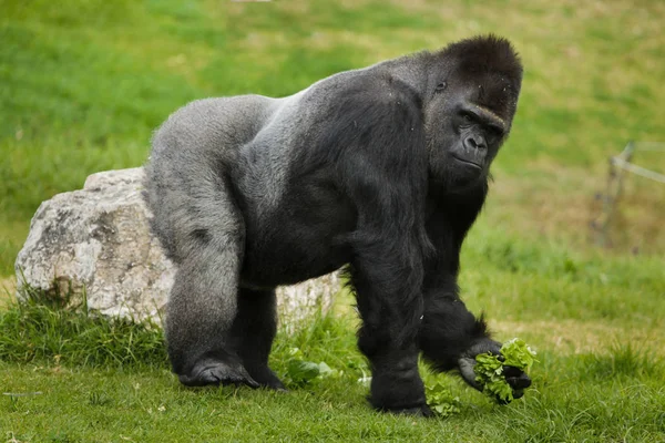 Nyugat Alföldi Gorilla Gorilla Gorilla Gorilla Vadállat — Stock Fotó