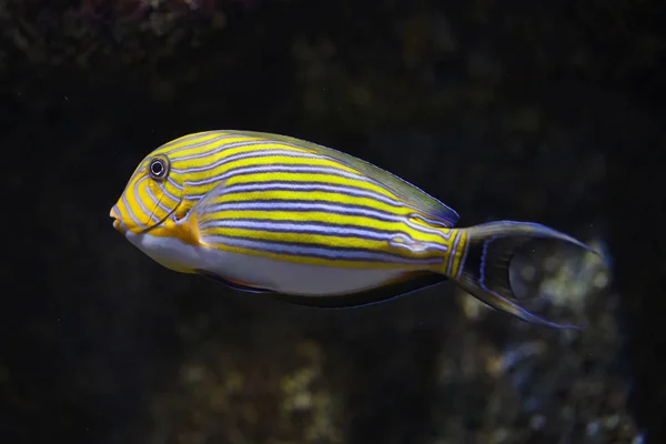 Peixe-cirurgião de fita azul (Acanthurus lineatus ) — Fotografia de Stock