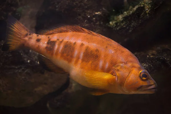 Siyah Kuyruklu Komando Serranus Atricauda Deniz Balığı — Stok fotoğraf