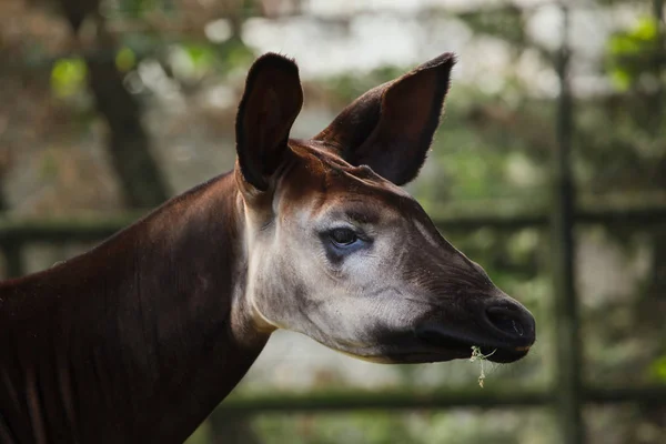 Okapi Okapia Johnstoni Vida Selvagem Animal — Fotografia de Stock