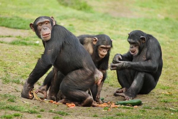 Gemeiner Schimpanse Pan Troglodytes Auch Bekannt Als Robuster Schimpanse — Stockfoto