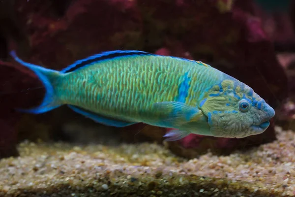 Süslü Wrasse (Thalassoma pavo). — Stok fotoğraf