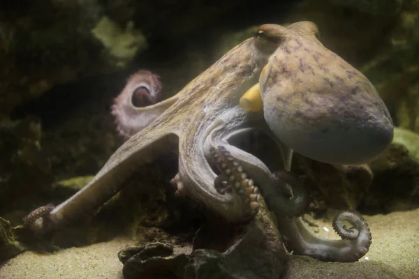 Polpo comune (Octopus vulgaris ) — Foto Stock