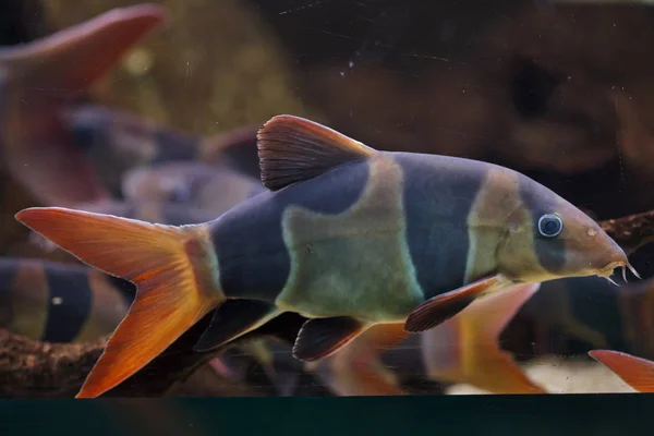 Pesce pagliaccio (Chromobotia macracanthus ) — Foto Stock