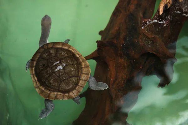 Roti Island snake-necked turtle (Chelodina mccordi), also known as McCord\'s snakeneck turtle.