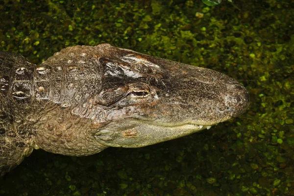 Jacaré Americano Alligator Mississippiensis Vida Selvagem Animal — Fotografia de Stock