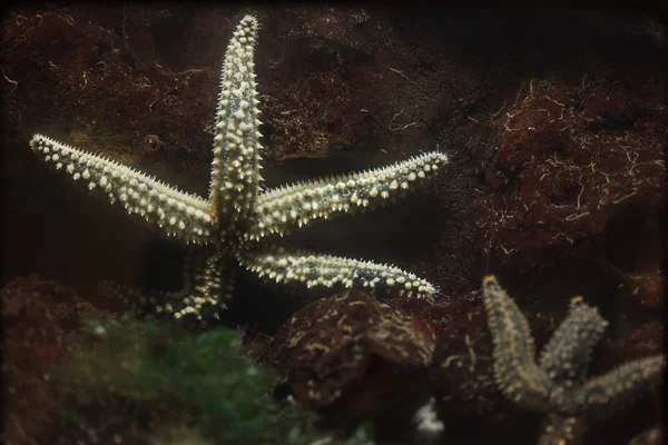 Колючая морская звезда (Marthasterias glacialis ). — стоковое фото