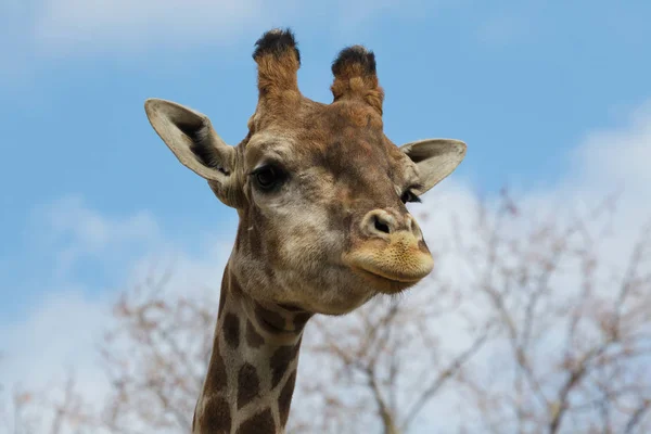Angolská Žirafa Žirafa Camelopardalis Angolensis Známá Také Jako Namibijská Žirafa — Stock fotografie