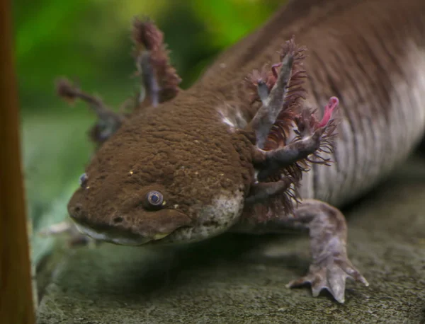 Axolotl Ambystoma Mexicanum Também Conhecido Como — Fotografia de Stock