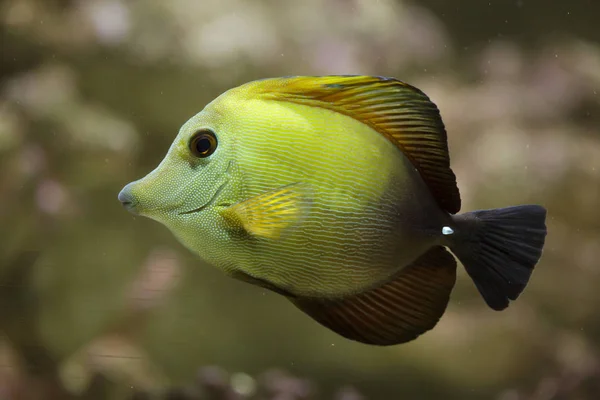 Brown tang (Zebrasoma scopas) — Stock Photo, Image