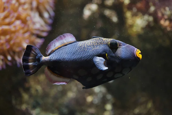 Peixe-gatilho-palhaço (Balistoides conspicillum) — Fotografia de Stock