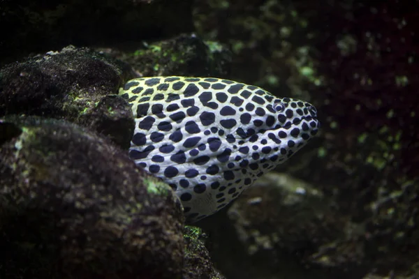 Spetsad moray (Gymnothorax favagineus) — Stockfoto