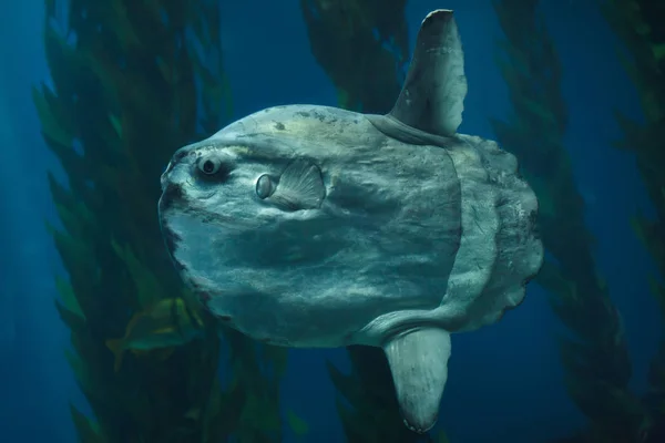 Zeeduivel Mola Mola Ook Bekend Als Gewone Mola — Stockfoto