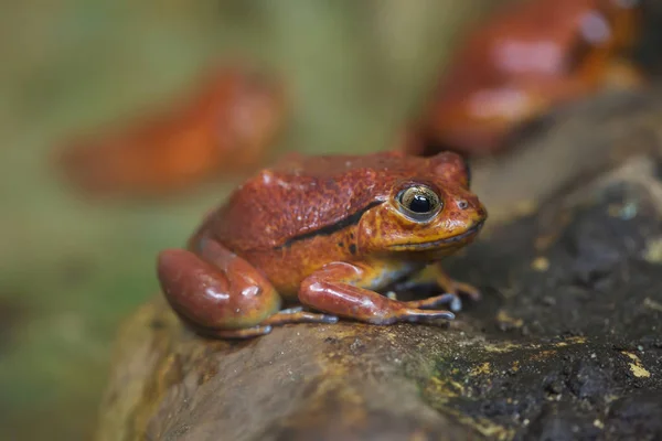 토마토 개구리 Dyscophus Guineti 토마토 개구리 라고도 — 스톡 사진
