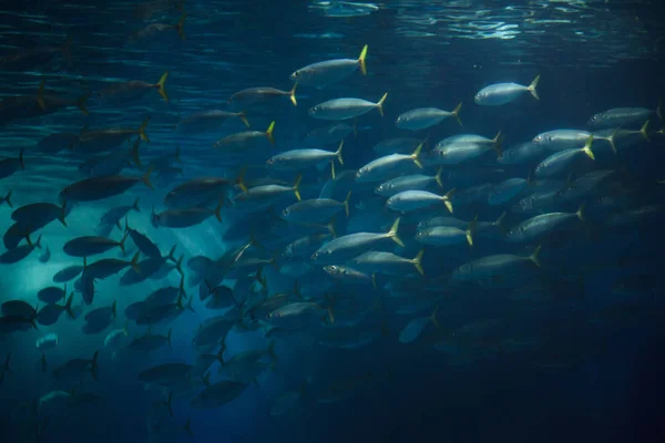 Atlantická Tloušť Makrela Obecná Scomber Colias — Stock fotografie