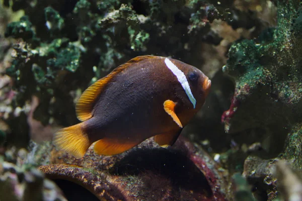 Pez Payaso Tomate Amphiprion Frenatus También Conocido Como Pez Anémona —  Fotos de Stock