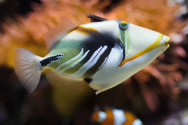 Pez Ballesta Laguna Rhinecanthus Aculeatus También Conocido Como Pez Ballesta — Foto de Stock