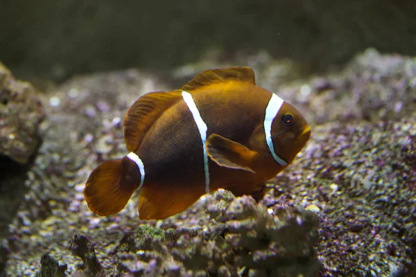 Omurga Yanaklı Tehlikede Premnas Biaculeatus Kestane Rengi Palyaço Balığı Bilinen — Stok fotoğraf