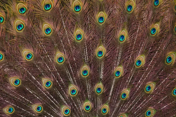 Plumage Indian Peafowl Pavo Cristatus También Conocido Como Búho Real — Foto de Stock