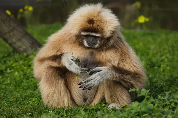 Lar Gibbon Hylobates Lar También Conocido Como Gibón Mano Blanca —  Fotos de Stock