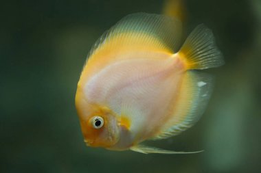 Kahverengi disk (Symphysodon aequifasciatus)