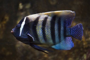 Sixbar melek balığı (Pomacanthus sexstriatus)