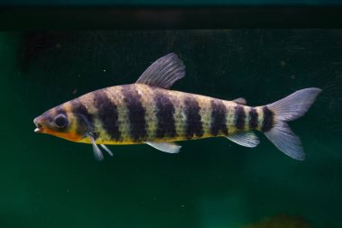 Bantlı leporinus (Leporinus fasciatus)