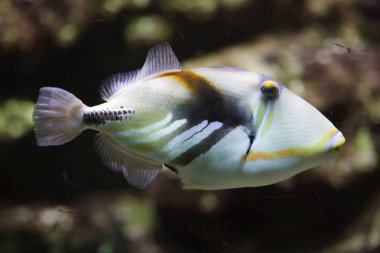 Lagoon triggerfish (Rhinecanthus aculeatus) clipart