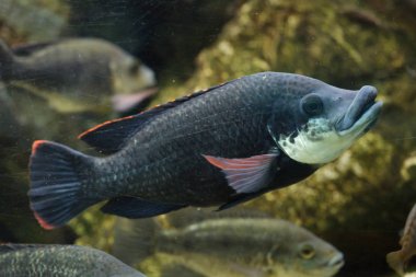 Angola tilapia (Oreochromis angolensis).
