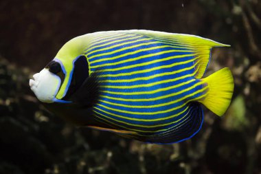 İmparator melek balığı (pomacanthus imperator). 