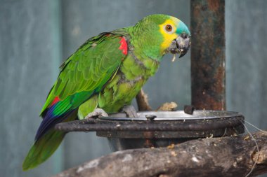 Turkuaz alınlı amazon (Amazona aestiva)
