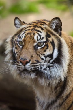 Sumatran kaplanı (Panthera tigris sumatrae). 