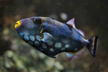 Clown triggerfish (Balistoides conspicillum) clipart