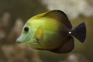 Kahverengi tang (Zebrasoma süpürge)
