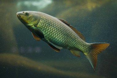 Sazan (Cyprinus carpio).