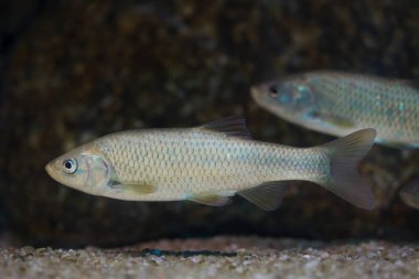Güney İber tombul (Squalius pyrenaicus)). 