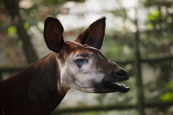 Okapi (okapia prohlášen za). — Stock fotografie