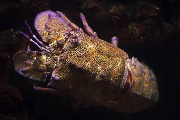 Lagosta de chinelo mediterrânica (Scyllarides latus ) — Fotografia de Stock