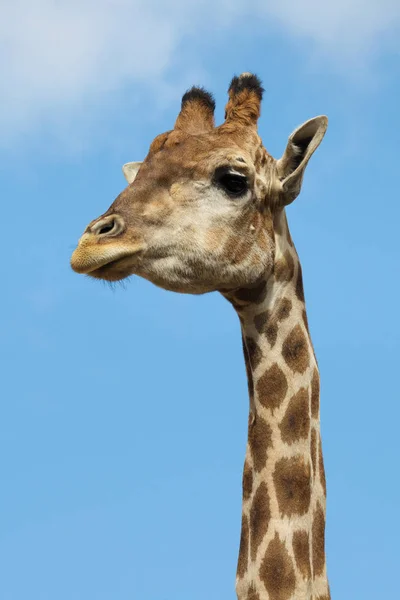 Girafa angolana (Giraffa camelopardalis angolensis ) — Fotografia de Stock