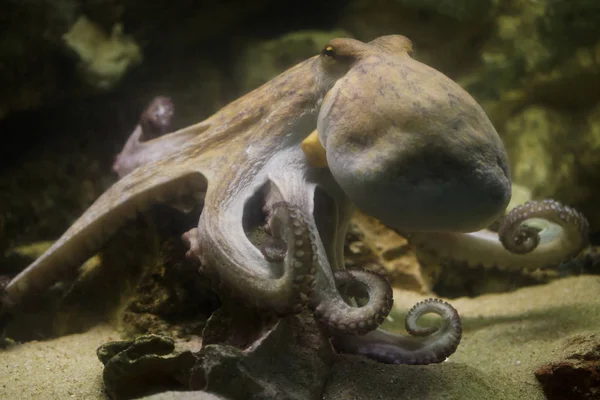 Gemensamma bläckfisk (octopus vulgaris) — Stockfoto