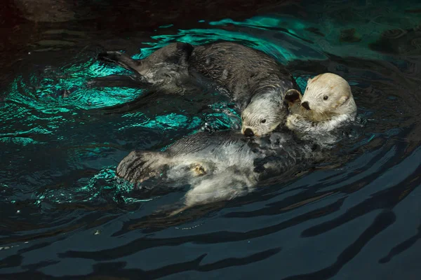 Lontra marinha (Enhydra Lutris ) — Fotografia de Stock