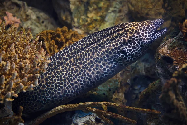 Laced moray (Gymnothorax favagineus) — Stock Photo, Image